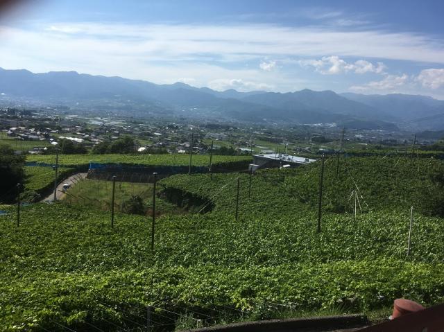 Japan Heritage ラジオ 日本遺産 山梨県甲州市勝沼町の 勝沼の葡萄畑 Audee オーディー