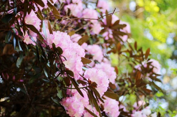 Vol.5　さぬき市からGWにおすすめの穴場の花＆グルメスポットをご紹介！